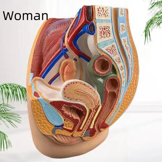 Modelo Anatômico de Cavidade Pélvica Feminina em Tamanho Real