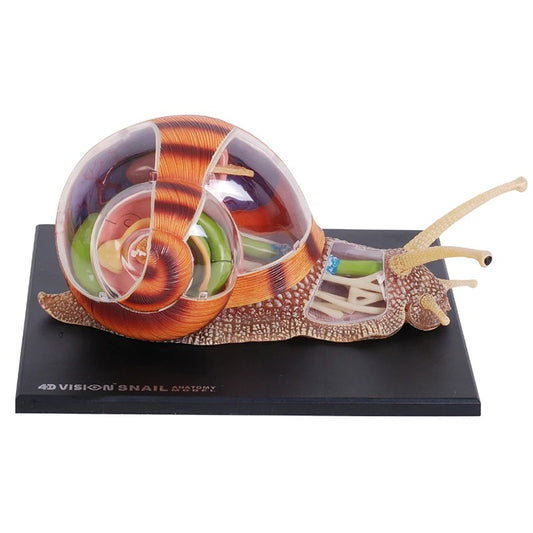 Modelo Anatômico 4D de Caracol para Crianças