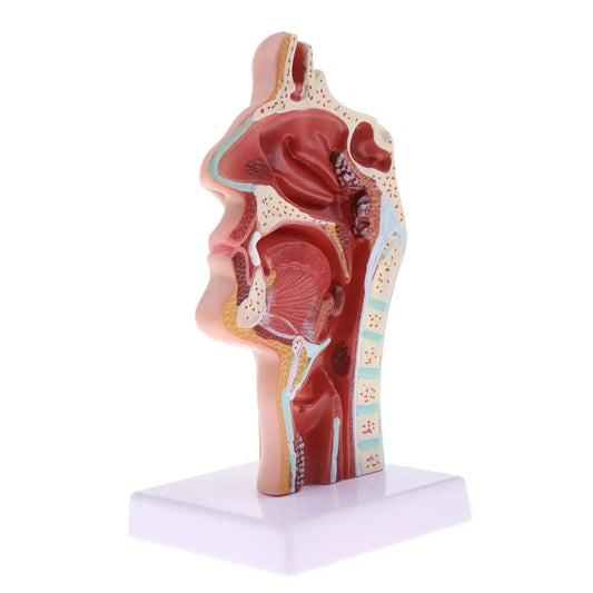 Modelo Anatômico Patologia da Garganta