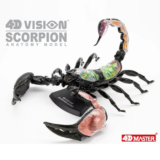 Modelo de Anatomia 4D Visão Escorpião