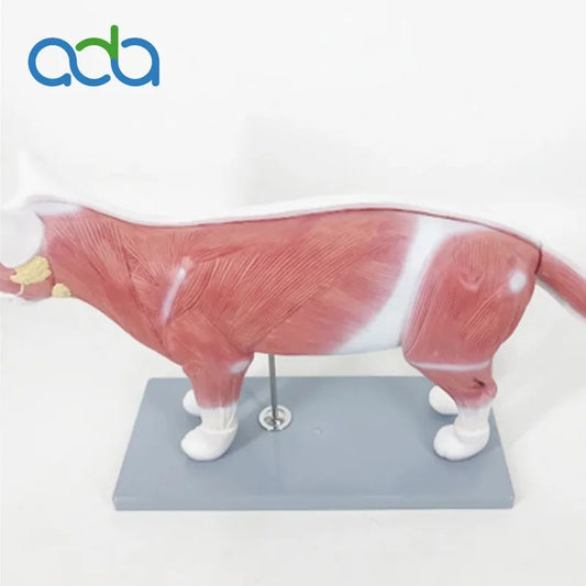 Modelo Anatômico de Gato para Ensino Médico