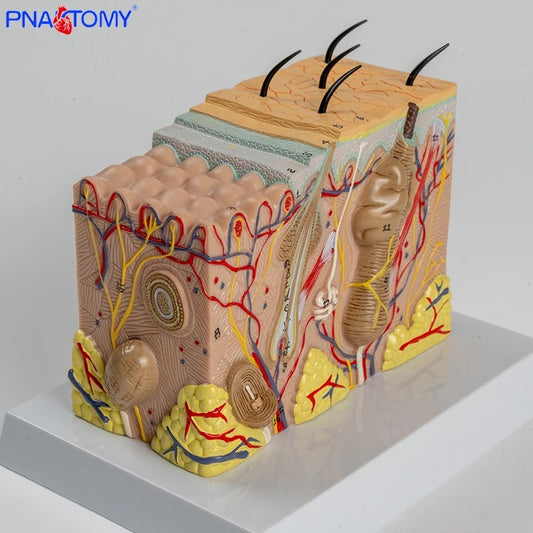 Modelo Ampliado da Estrutura da Pele Humana - Camadas