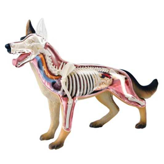 Modelo de Anatomia de Órgão Cachorro - 4D Dog Intelligence Montagem Brinquedo