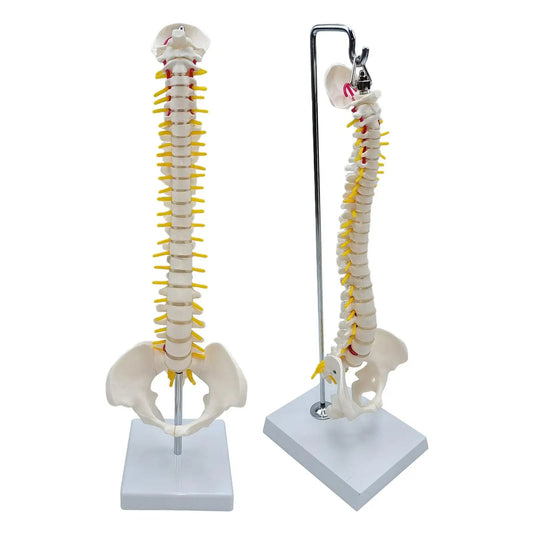 Modelo de Anatomia do Esqueleto da Coluna Vertebral - Detalhado com Vértebras Flexíveis e Coluna Lombar