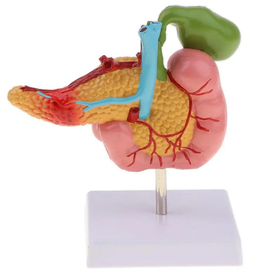 Modelo Anatomico Pancreas Duodeno