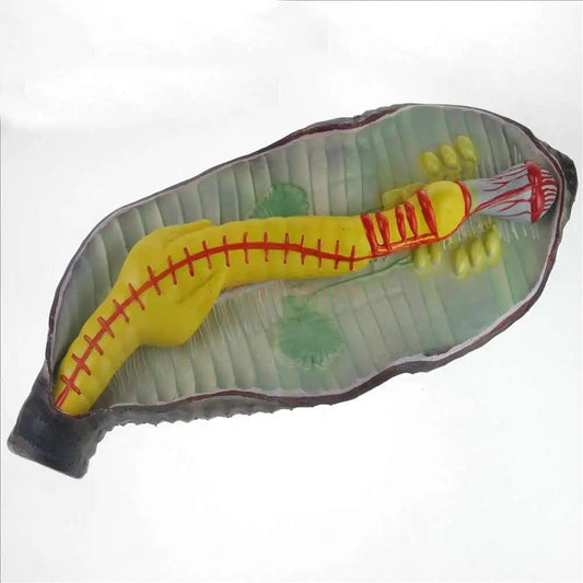 Modelo de Anatomia de Minhoca