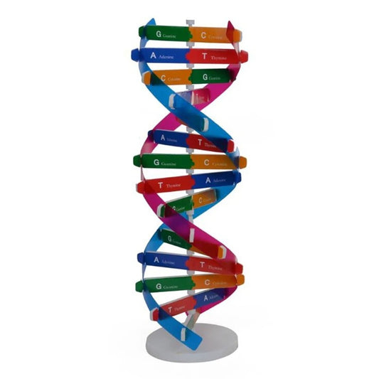 Genes humanos dupla hélice modelos de ensino científico para crianç