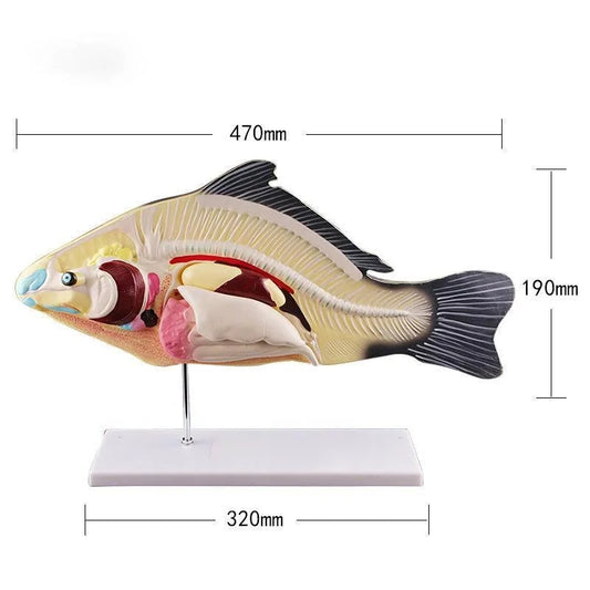 Modelo Anatômico de Peixe 4d
