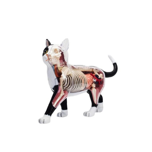 Modelo Anatomico Gato 4D