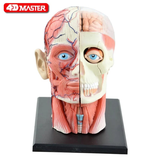 4D Montado Esqueleto Humano Modelo Anatômico