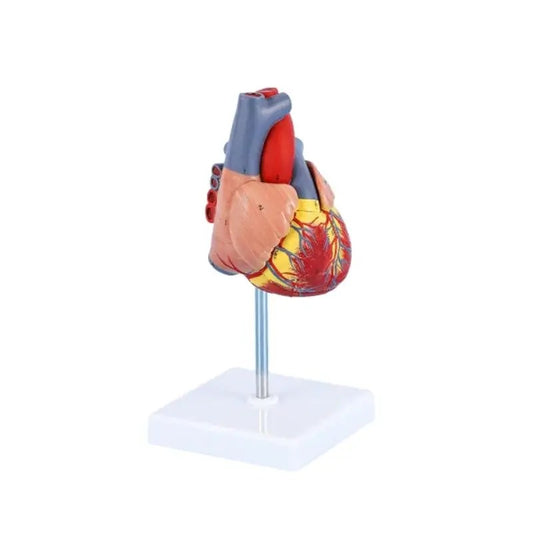 Modelo Anatômico do Coração Humano - Tamanho Real