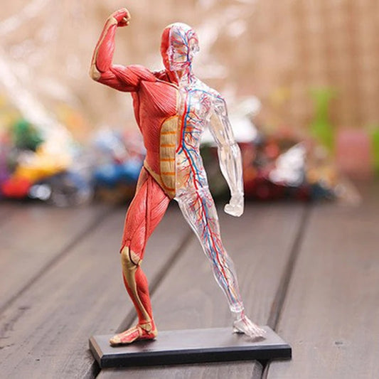 Modelo Mestre de Tecido do Corpo Humano - Esqueleto Muscular e Nervoso, Equipamento de Ensino Biológico, Montagem 4D
