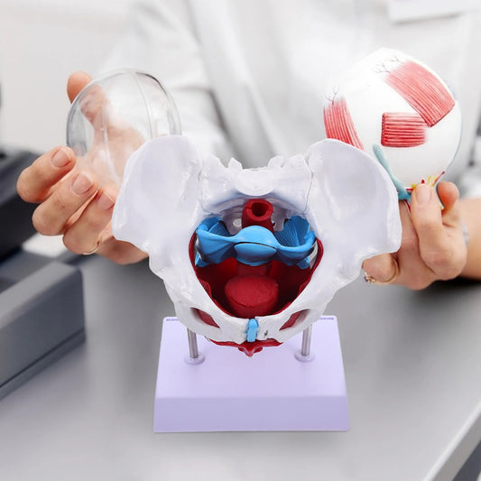 Modelo do Útero Pélvico para Aprendizado da Estrutura