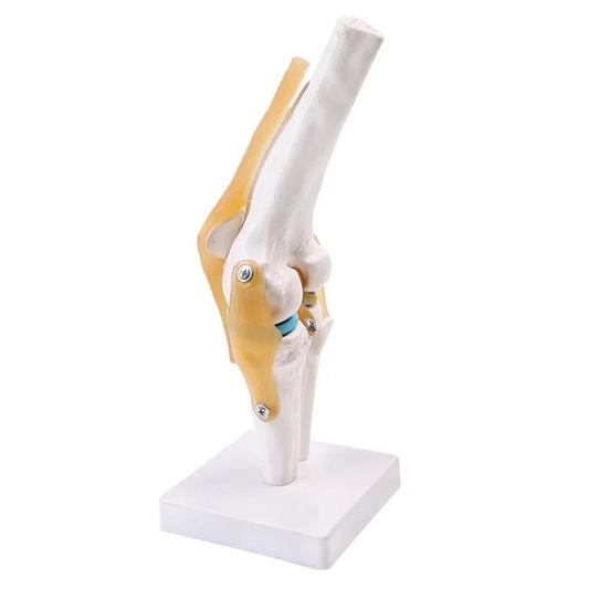 Esqueleto da Articulação do Joelho Humano em Tamanho Real - Modelo de Anatomia