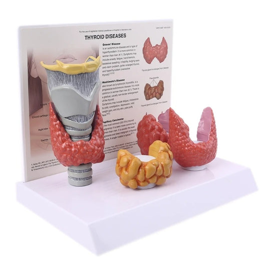 Modelo anatomico da tireoide