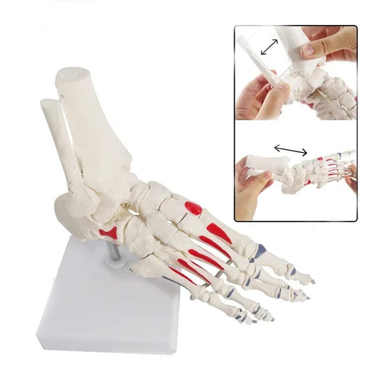 Modelo anatomico de tornozelo com osso da haste