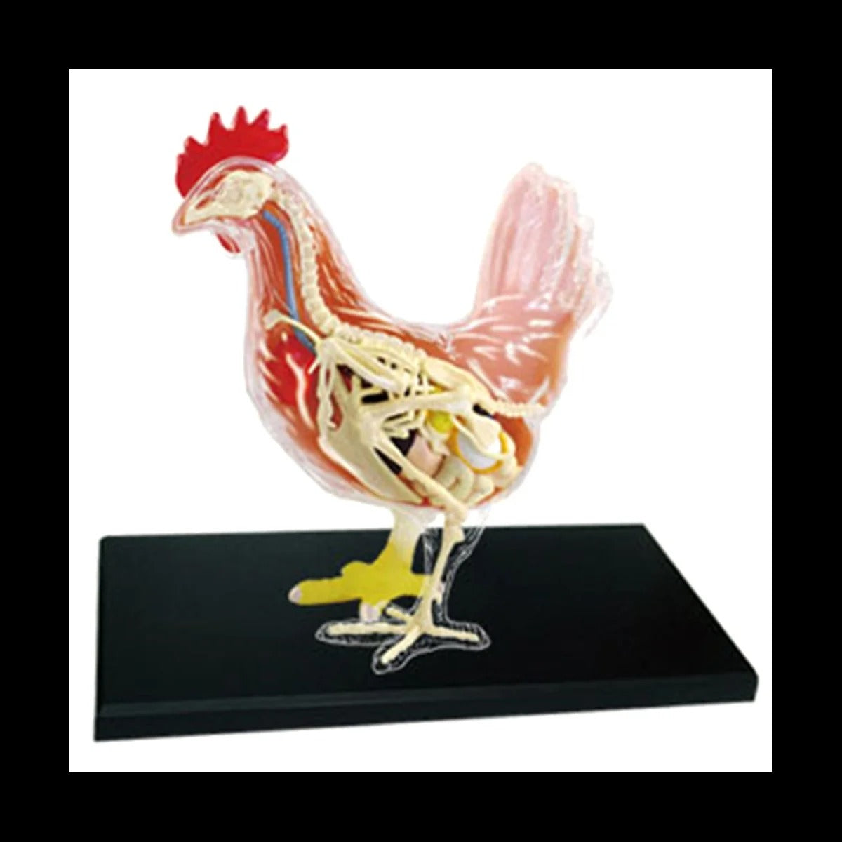 Modelo anatomico Galinha 4D Master Puzzle