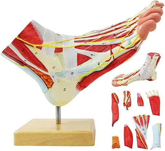 Modelo Anatômico do Pé Humano