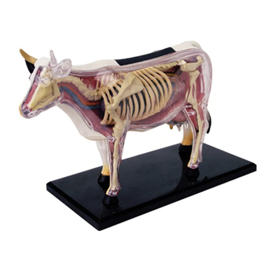 Modelo da Vaca 4D