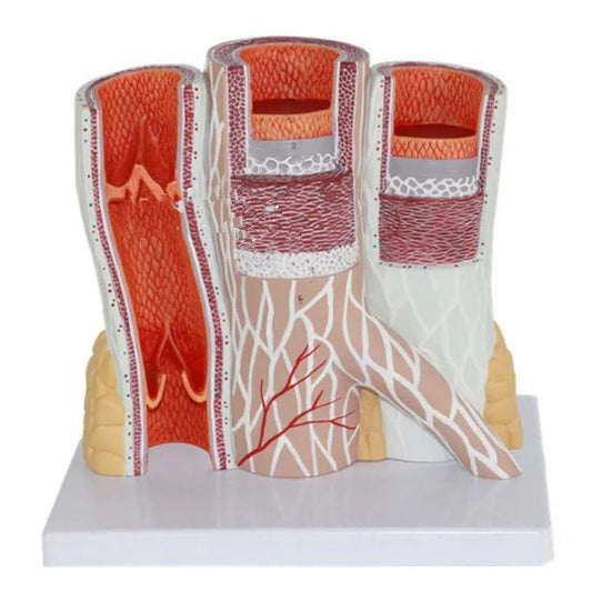 Modelo Anatômico Arteriosvenoso