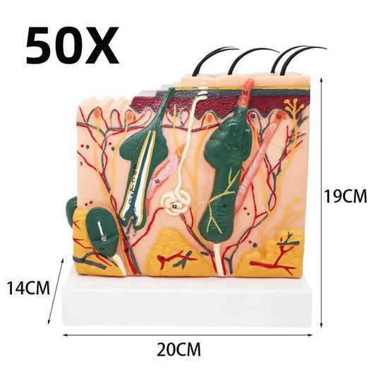 Modelo de Anatomia da Pele e Estrutura Capilar - Ferramenta de Ensino da Ciência Médica em PVC