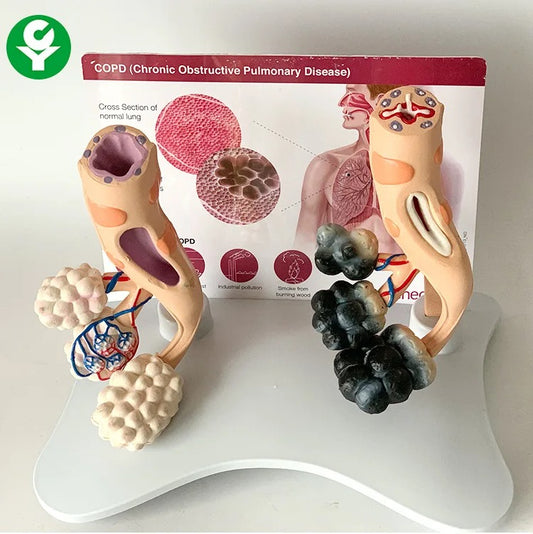 Modelo Alveolar Saudável e de Fumante Humano