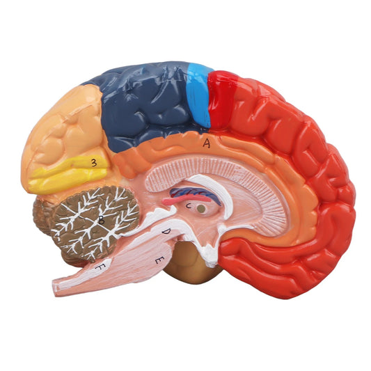 Modelo Anatômico de Cérebro Humano com Artérias Cerebrais