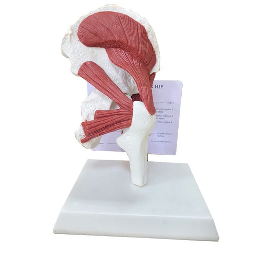Modelo anatomico Músculos Ligados à Articulação do Quadril