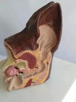 Modelo Anatômico de Orelhas de Cão - Patologia e Saúde