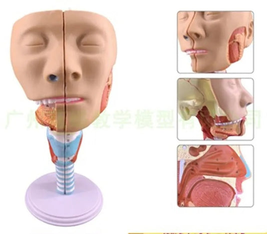 Modelo Anatômico Muscular Faríngeo para Anatomia da Laringe