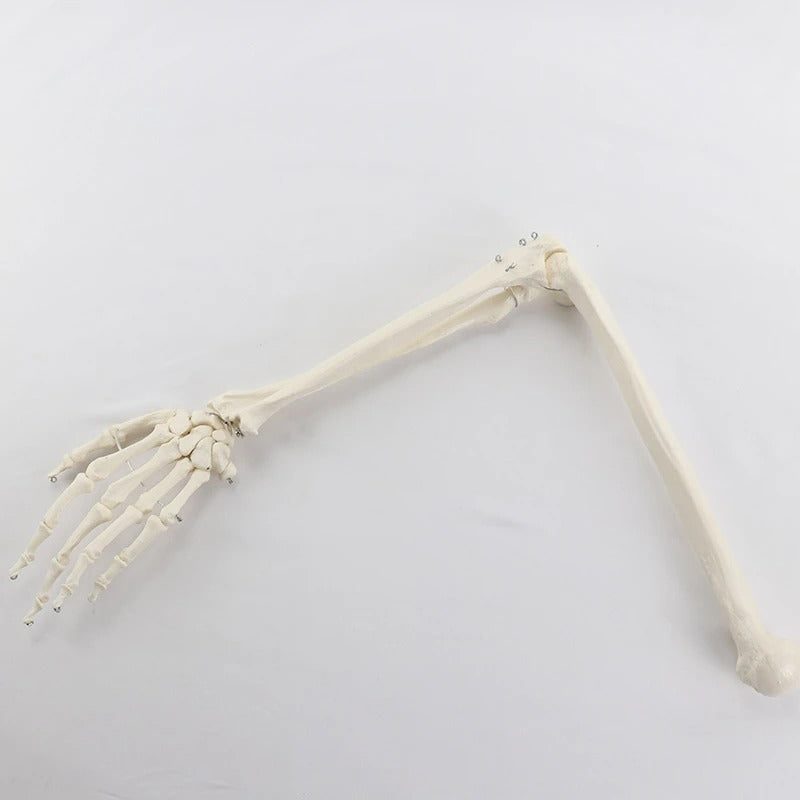 Modelo Ósseo Humano do Membro Superior - Braço Adulto