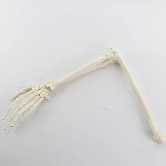 Modelo Ósseo Humano do Membro Superior - Braço Adulto