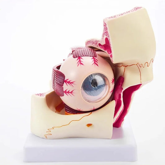 Modelo Anatômico Humano do Globo Ocular e Pálpebra