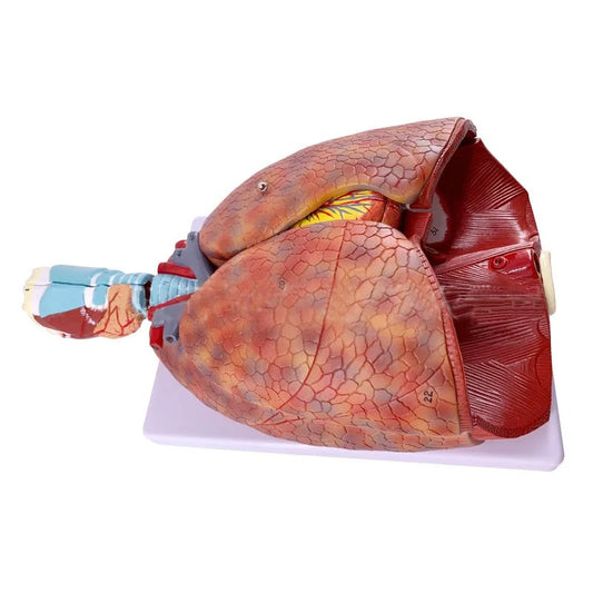 Modelo Anatômico Pulmonar e Sistema Respiratório