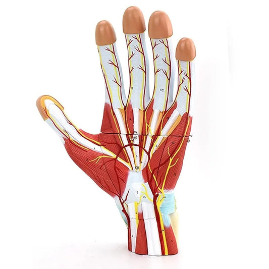 Modelo de Anatomia do Vaso Sanguíneo, Nervo e Músculo da Mão Humana Destacável