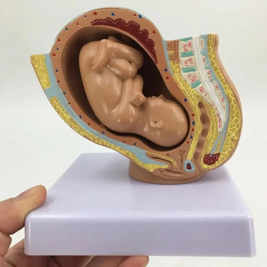 Modelo Anatômico da Gravidez para Gestantes