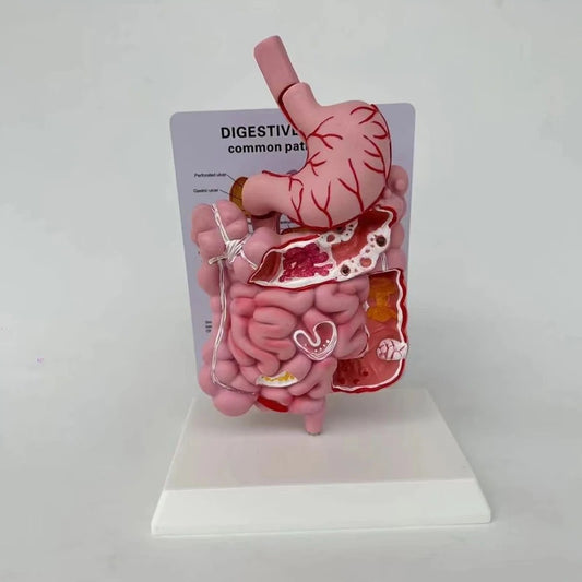 Modelo Anatômico do Sistema Digestivo