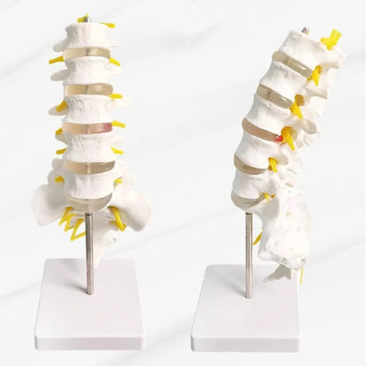 Modelo de Coluna Lombar em Tamanho Vital - Modelo de Anatomia