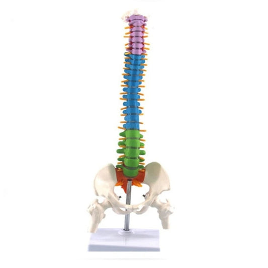 Modelo de coluna vertebral 45cm