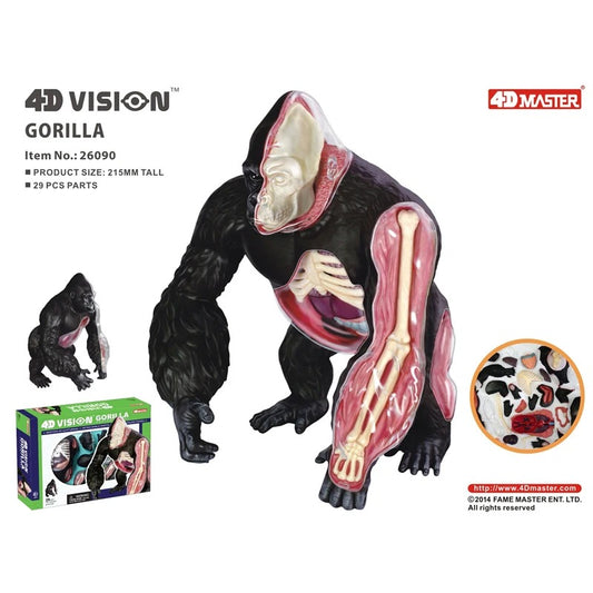 Modelo de Anatomia Gorila 4D