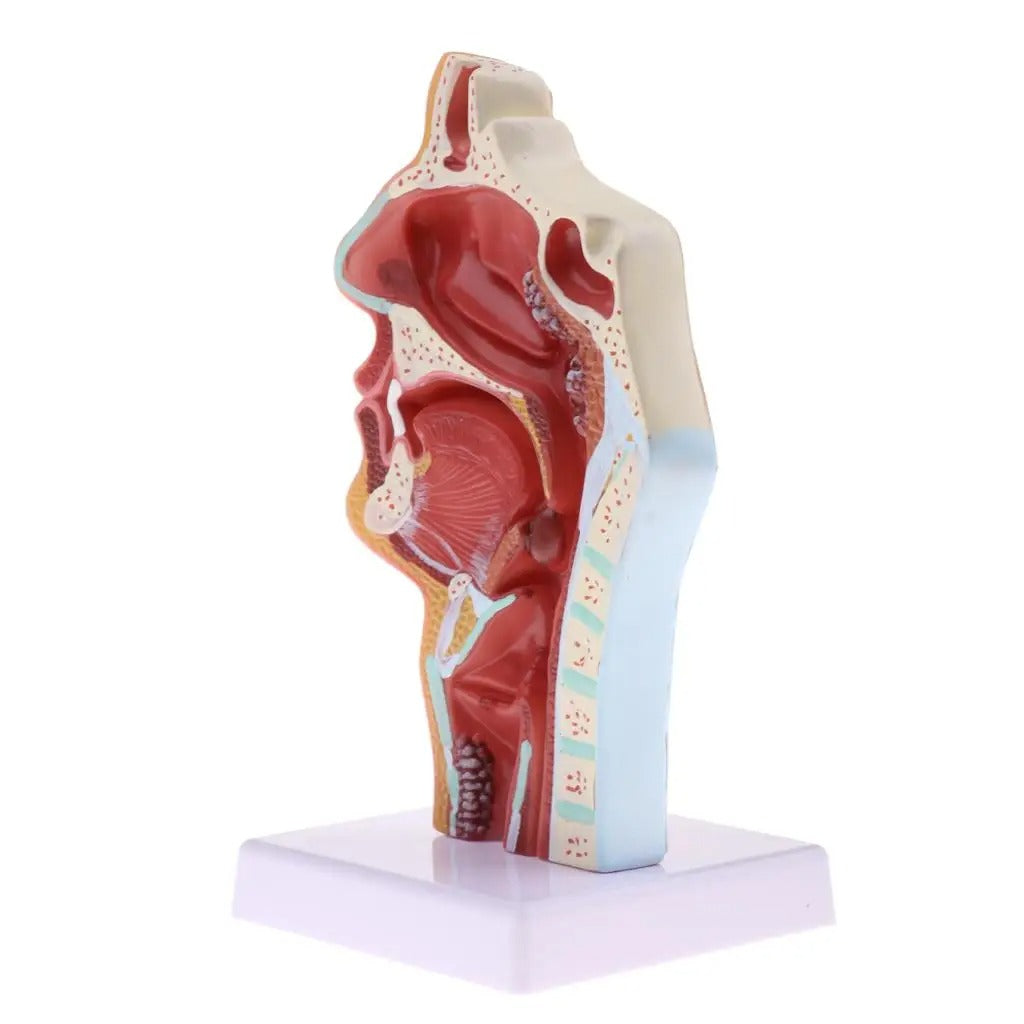 Modelo Anatômico Patologia da Garganta