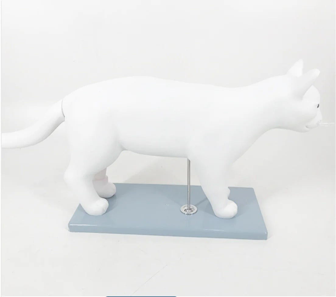 Modelo Anatômico de Gato para Ensino Médico