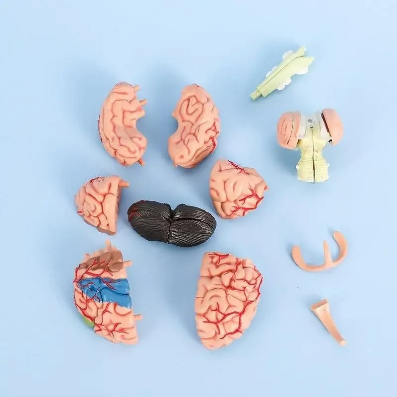Modelo de Cérebro Humano 4D Desmontado