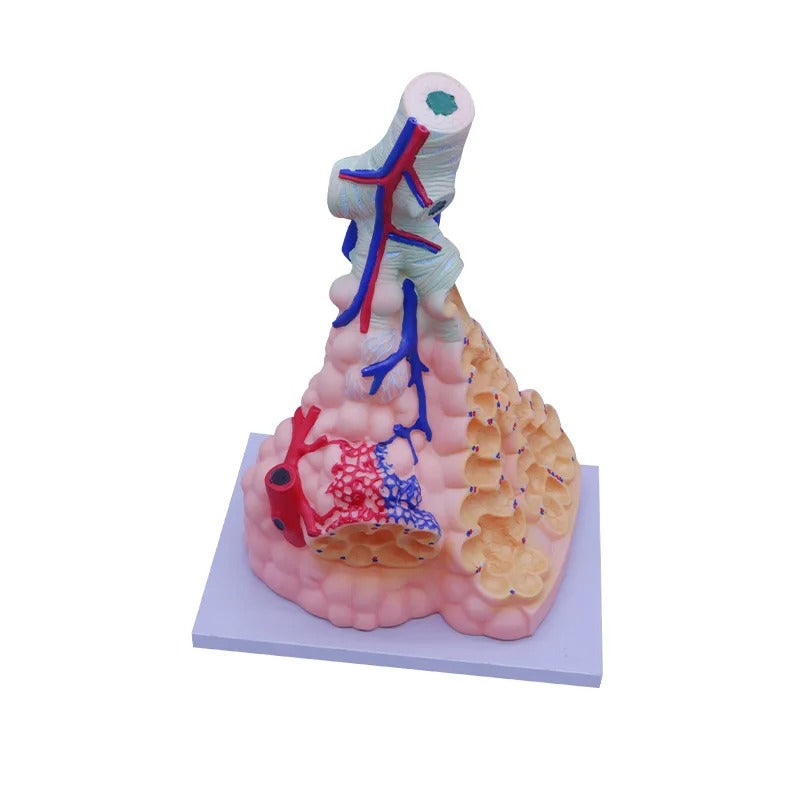 Modelo Alveolar Humano Ampliado - Sistema Respiratório