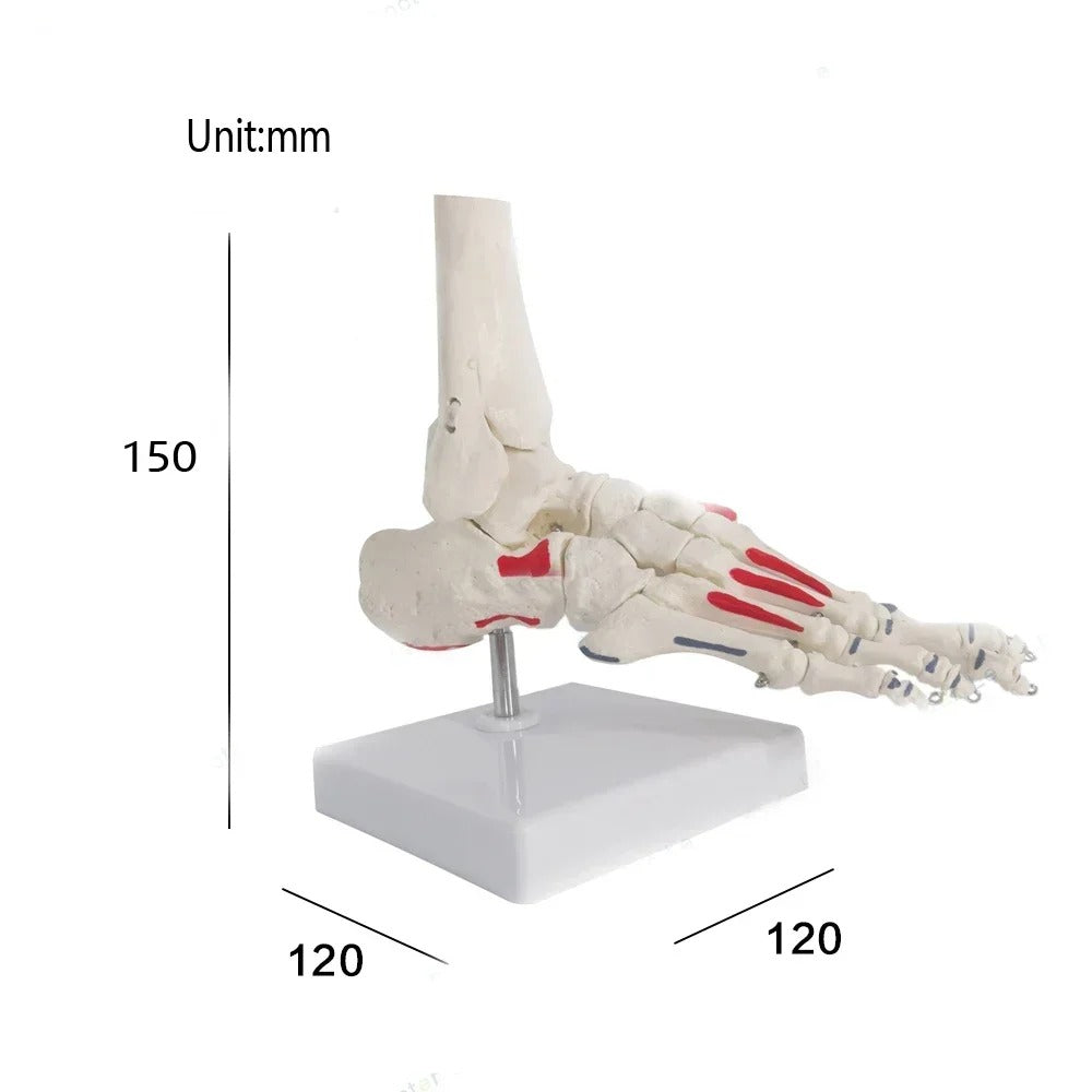 Modelo anatomico de tornozelo com osso da haste