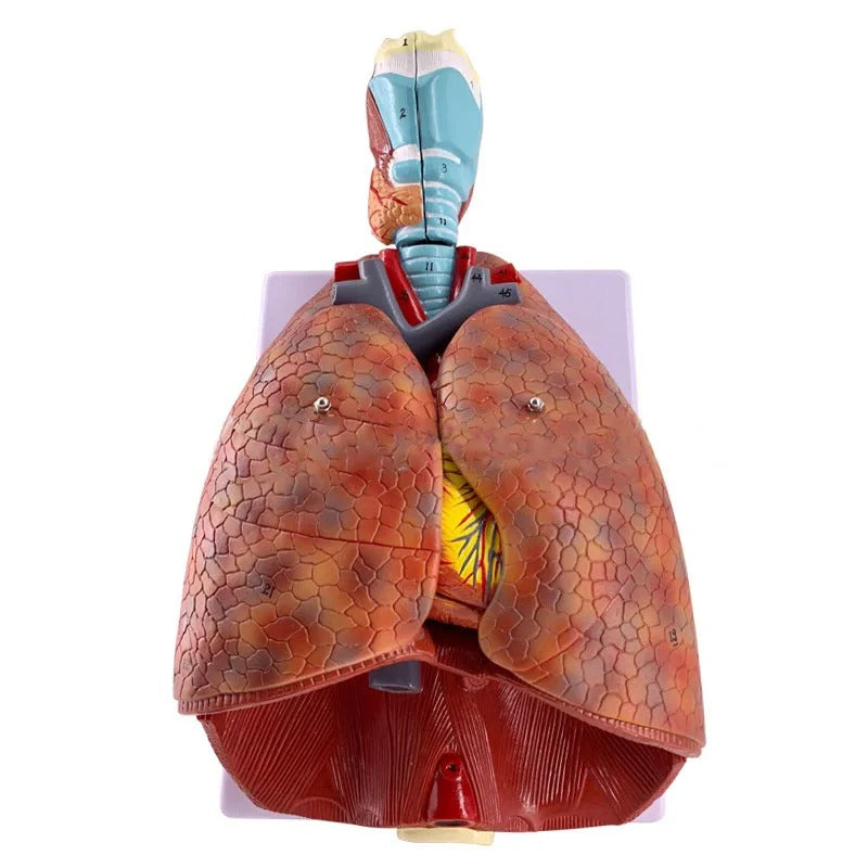Modelo Anatômico Pulmonar e Sistema Respiratório