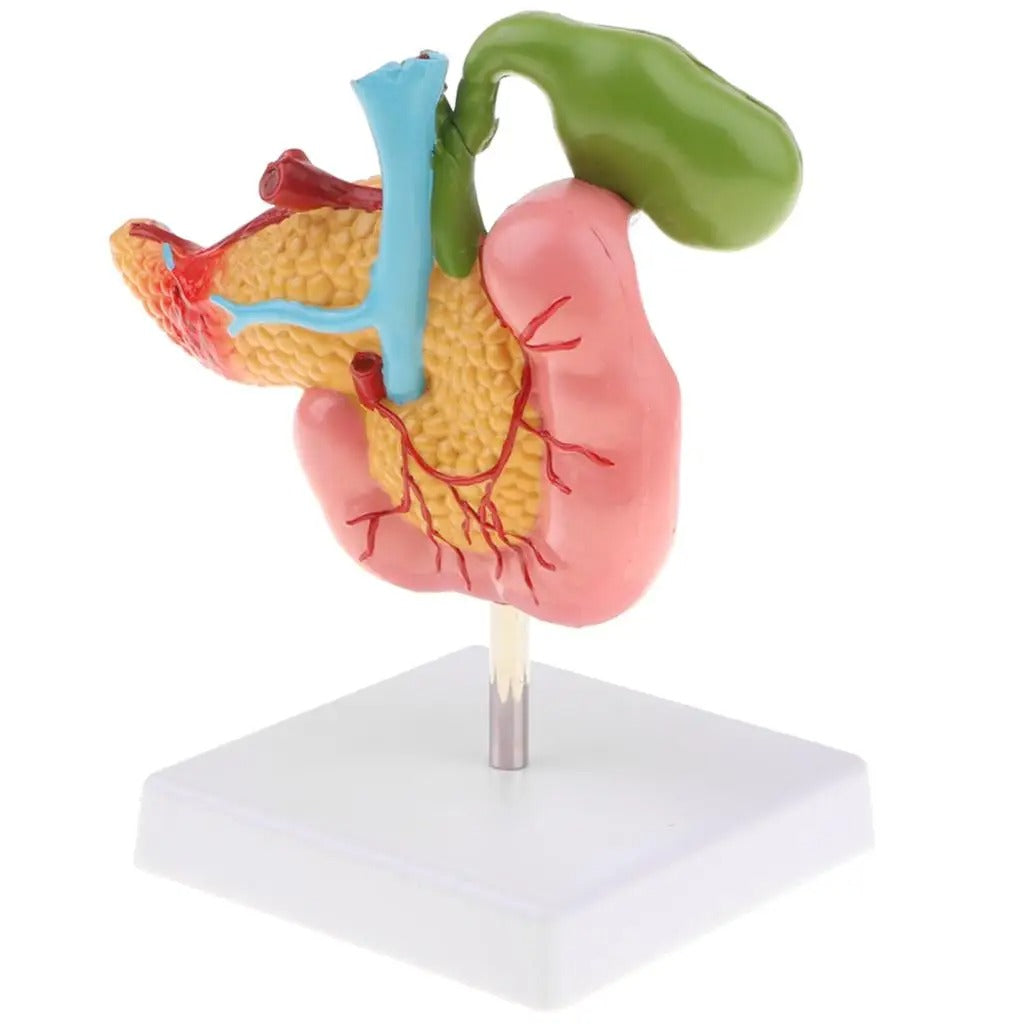Modelo Anatomico Pancreas Duodeno
