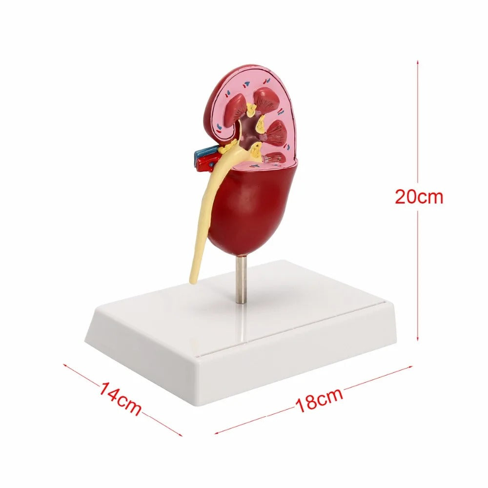 Modelo Anatomico Rim