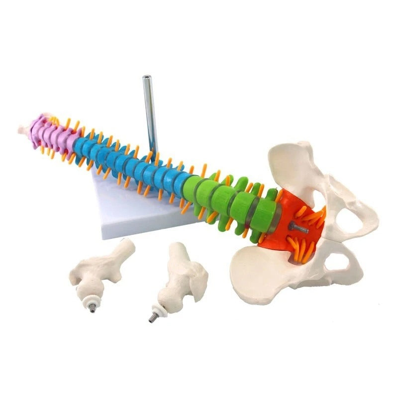 Modelo de coluna vertebral 45cm
