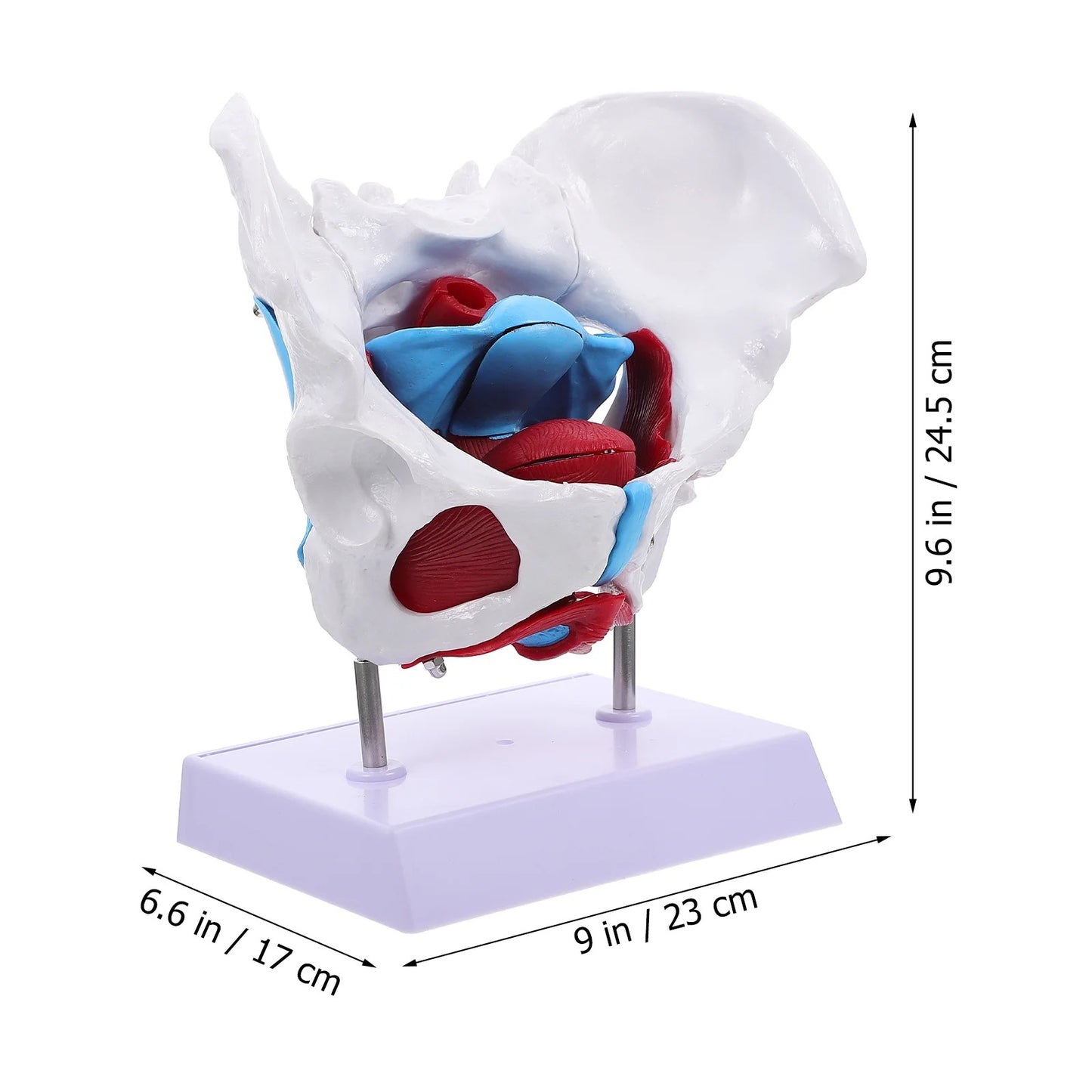 Modelo do Útero Pélvico para Aprendizado da Estrutura